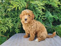 Dallas, a male Miniature Bernedoodle for sale in Topeka, IN – Photo 4 of 10