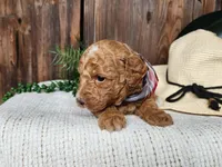 Dallas, a male Miniature Bernedoodle for sale in Topeka, IN – Photo 9 of 10