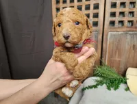 Dallas, a male Miniature Bernedoodle for sale in Topeka, IN – Photo 6 of 10