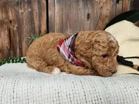 Dallas, a male Miniature Bernedoodle for sale in Topeka, IN – Photo 7 of 10