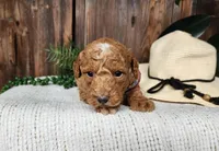 Dallas, a male Miniature Bernedoodle for sale in Topeka, IN – Photo 3 of 10