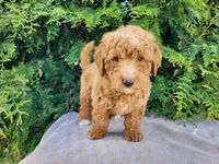 Dallas, a male Miniature Bernedoodle for sale in Topeka, IN – Photo 7 of 10
