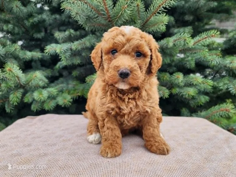 Dallas – Miniature Bernedoodle puppy for sale in Topeka, IN
