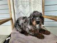 Leasha, a female Miniature Bernedoodle for sale in Topeka, IN – 4 of 10
