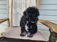 Mia, a female Miniature Bernedoodle for sale in Topeka, IN – 9 of 10