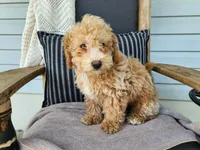 Liam, a male Miniature Bernedoodle for sale in Topeka, IN – 6 of 10