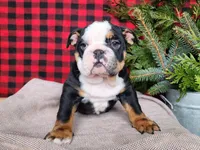 Easton, a male English Bulldog for sale in Topeka, IN – Photo 4 of 10