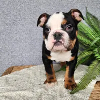Easton, a male English Bulldog for sale in Topeka, IN – Photo 10 of 10