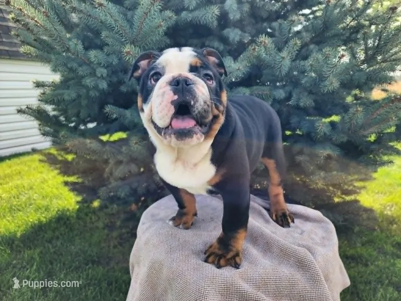 Easton – English Bulldog puppy for sale in Topeka, IN