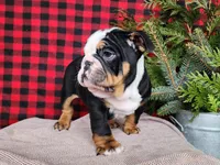 Easton, a male English Bulldog for sale in Topeka, IN – Photo 5 of 10