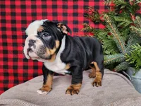 Easton, a male English Bulldog for sale in Topeka, IN – Photo 8 of 10