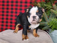 Easton, a male English Bulldog for sale in Topeka, IN – Photo 1 of 10
