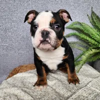 Easton, a male English Bulldog for sale in Topeka, IN – Photo 6 of 10