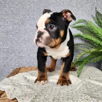 Easton, a male English Bulldog for sale in Topeka, IN – Photo 3 of 10