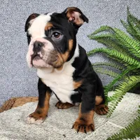 Easton, a male English Bulldog for sale in Topeka, IN – Photo 1 of 10