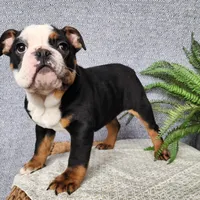 Easton, a male English Bulldog for sale in Topeka, IN – Photo 5 of 10