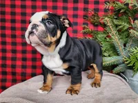 Easton, a male English Bulldog for sale in Topeka, IN – Photo 6 of 10