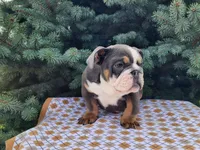 Elliot, a male English Bulldog for sale in Topeka, IN – Photo 4 of 10
