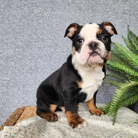 Easton, a male English Bulldog for sale in Topeka, IN – Photo 8 of 10