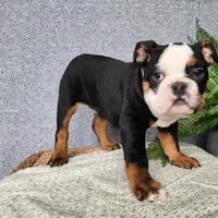 Easton, a male English Bulldog for sale in Topeka, IN – Photo 9 of 10