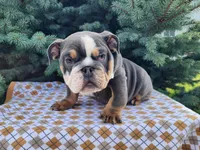 Elliot, a male English Bulldog for sale in Topeka, IN – Photo 2 of 10