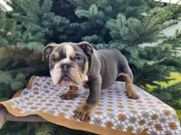 Elliot, a male English Bulldog for sale in Topeka, IN – Photo 9 of 10
