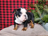 Easton, a male English Bulldog for sale in Topeka, IN – Photo 9 of 10