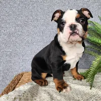 Easton, a male English Bulldog for sale in Topeka, IN – Photo 4 of 10