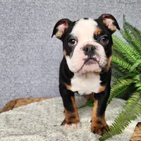 Easton, a male English Bulldog for sale in Topeka, IN – Photo 2 of 10