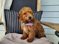Blake, a male Miniature Bernedoodle for sale in Topeka, IN – 3 of 10