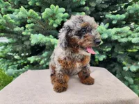 Leasha, a female Miniature Bernedoodle for sale in Topeka, IN – 10 of 10