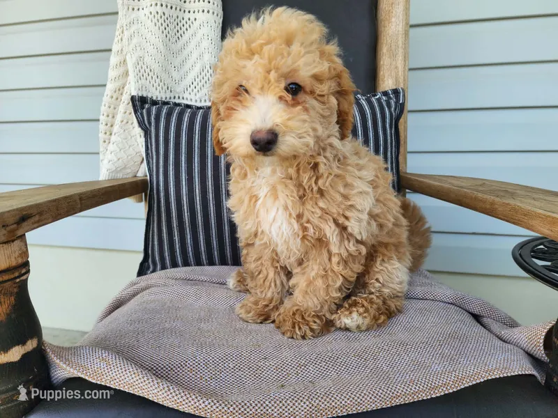 Liam – Miniature Bernedoodle puppy for sale in Topeka, IN