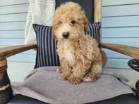 Liam, a male Miniature Bernedoodle for sale in Topeka, IN – 1 of 10