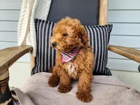 Blake, a male Miniature Bernedoodle for sale in Topeka, IN – 5 of 10