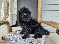 Willow, a female Miniature Bernedoodle for sale in Topeka, IN – 6 of 9