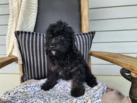 Willow, a female Miniature Bernedoodle for sale in Topeka, IN – 9 of 9