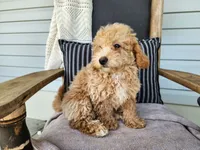 Liam, a male Miniature Bernedoodle for sale in Topeka, IN – 8 of 10