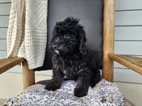 Willow, a female Miniature Bernedoodle for sale in Topeka, IN – 8 of 9
