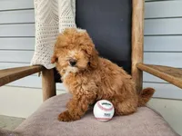 Spencer, a male Miniature Bernedoodle for sale in Topeka, IN – 2 of 10