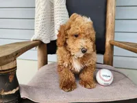 Spencer, a male Miniature Bernedoodle for sale in Topeka, IN – 3 of 10