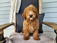 Dallas, a male Miniature Bernedoodle for sale in Topeka, IN – 2 of 10