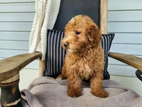 Dallas, a male Miniature Bernedoodle for sale in Topeka, IN – 5 of 10