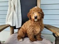 Dallas, a male Miniature Bernedoodle for sale in Topeka, IN – 3 of 10