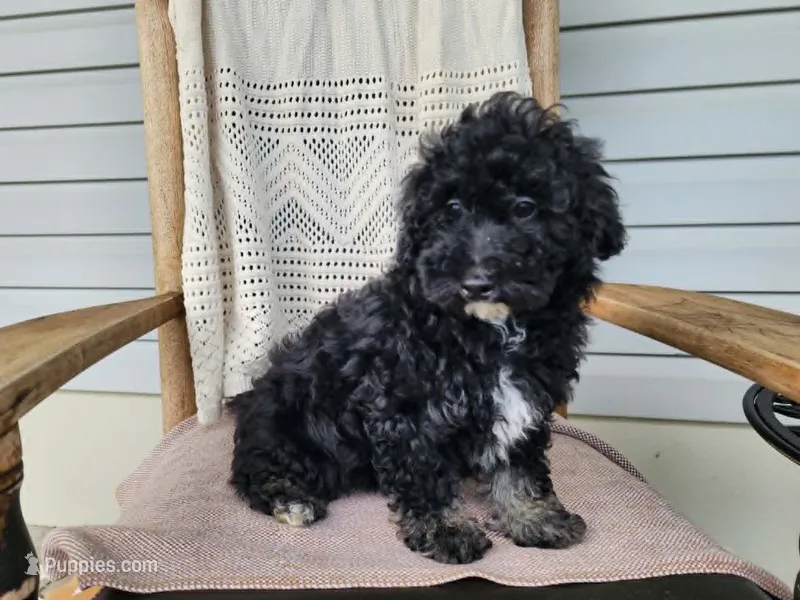 Mia – Miniature Bernedoodle puppy for sale in Topeka, IN
