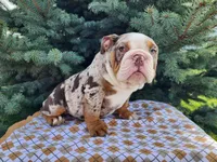 Fletch, a male English Bulldog for sale in Topeka, IN – Photo 7 of 10