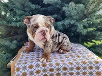 Fletch, a male English Bulldog for sale in Topeka, IN – Photo 4 of 10