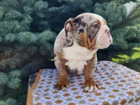Fletch, a male English Bulldog for sale in Topeka, IN – Photo 3 of 10