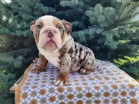 Fletch, a male English Bulldog for sale in Topeka, IN – Photo 8 of 10