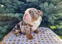 Fletch, a male English Bulldog for sale in Topeka, IN – Photo 5 of 10