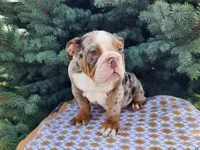 Fletch, a male English Bulldog for sale in Topeka, IN – Photo 2 of 10